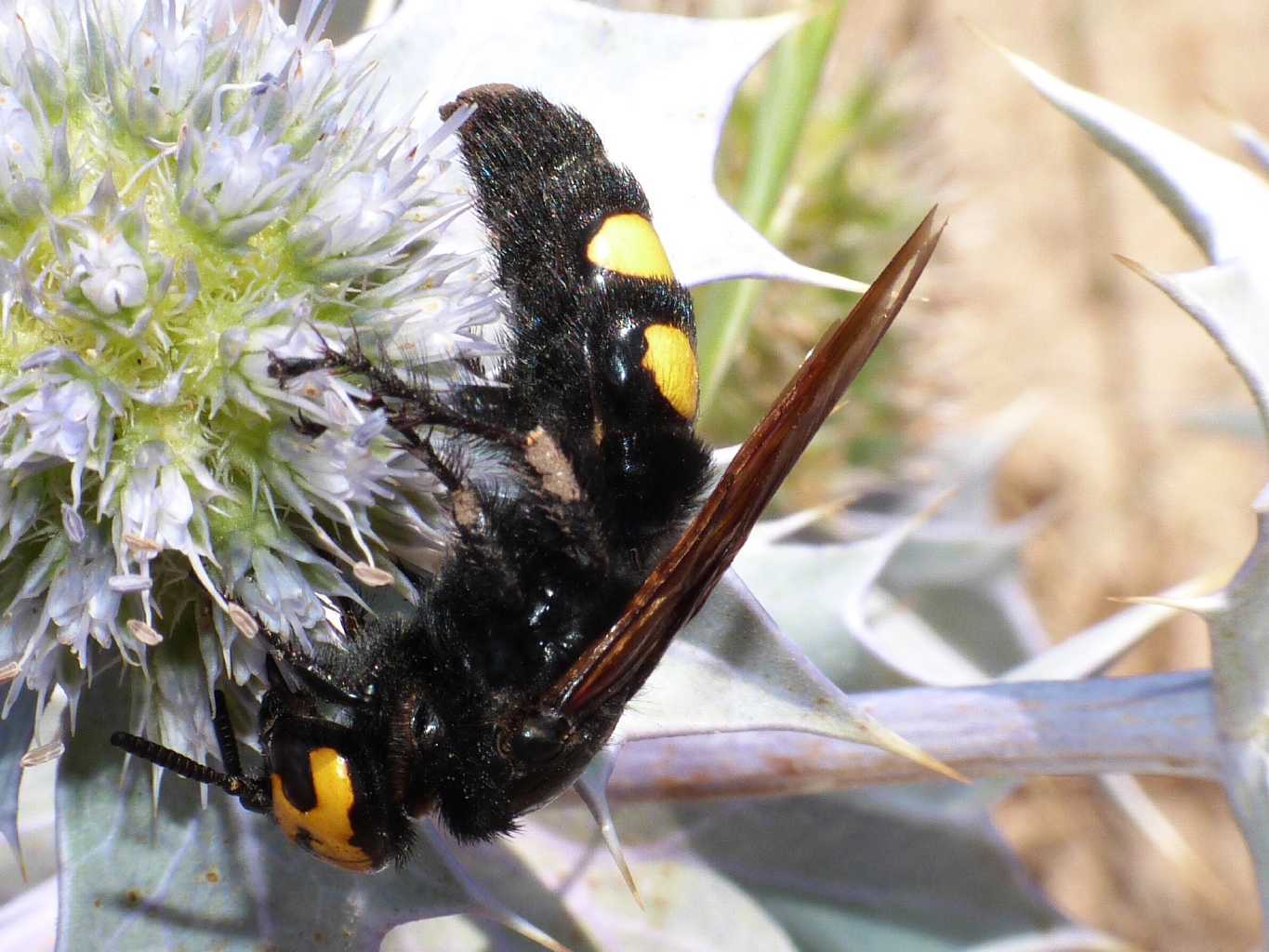 Giganti dei fiori: Megascolia e Xylocopa